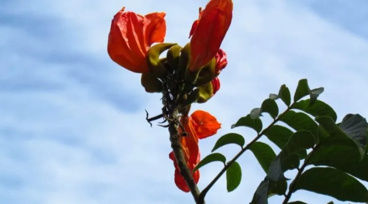 (Foto: IMA, Divulgação)