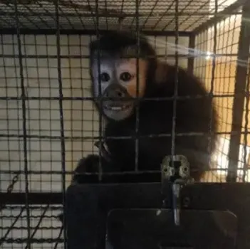 (Foto: Gaeco, Divugação)